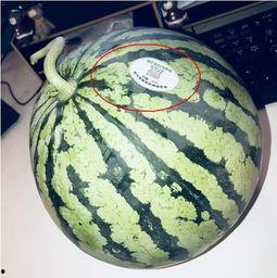 吃外国网红瓜,揭秘那些跨国界的“瓜”事